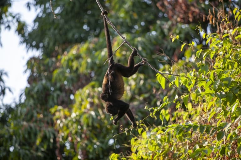 Black Howler Monkey Rainforest Alliance