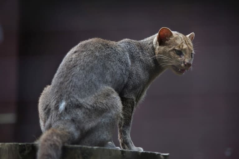 jaguarundi sitting