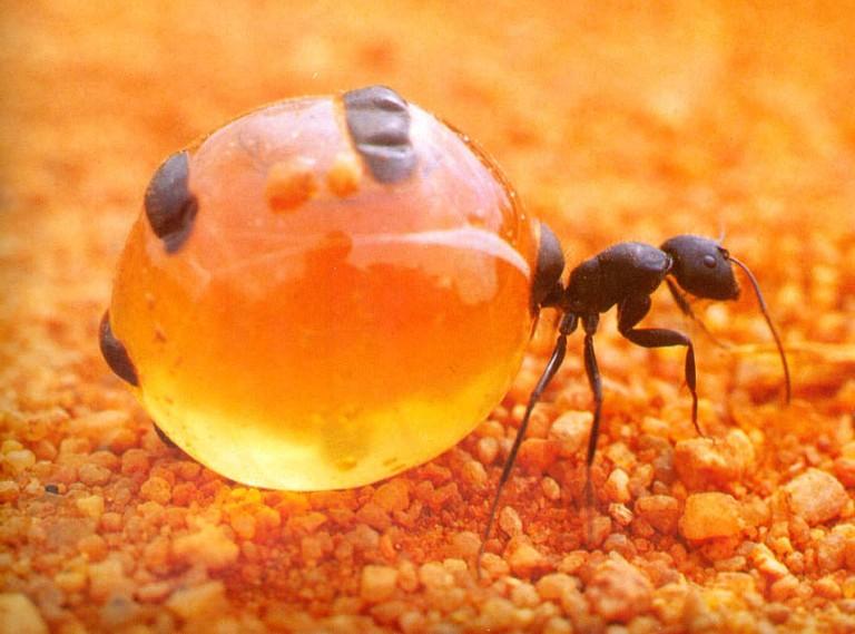 Ants make 'milk'? This new discovery took scientists by surprise