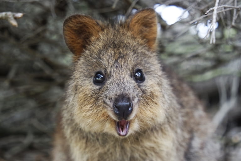 quokka smile