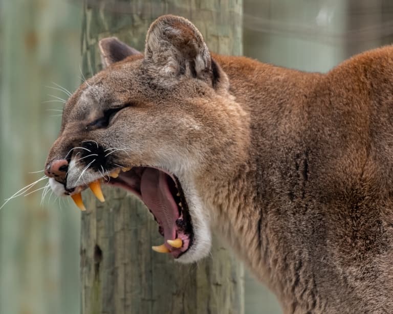 Cougar can't roar!