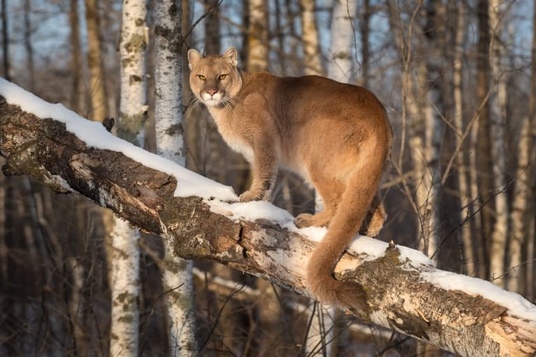 10 Claw-some Cougar Facts (Aka Puma) - Fact Animal