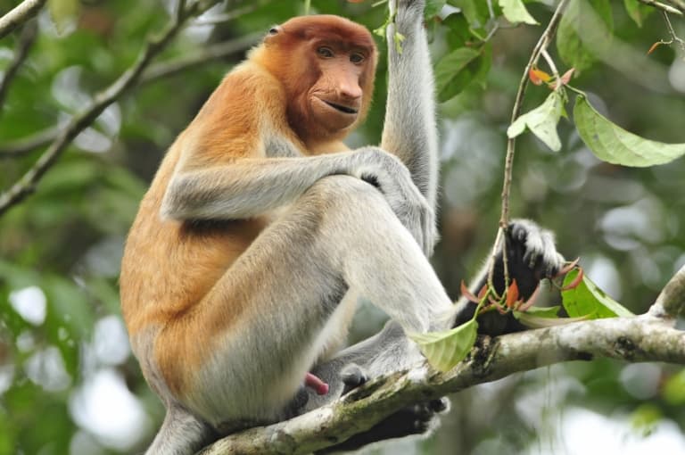 female proboscis monkey