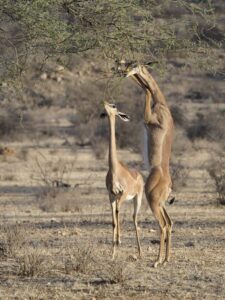 15 Great Gerenuk Facts - Fact Animal