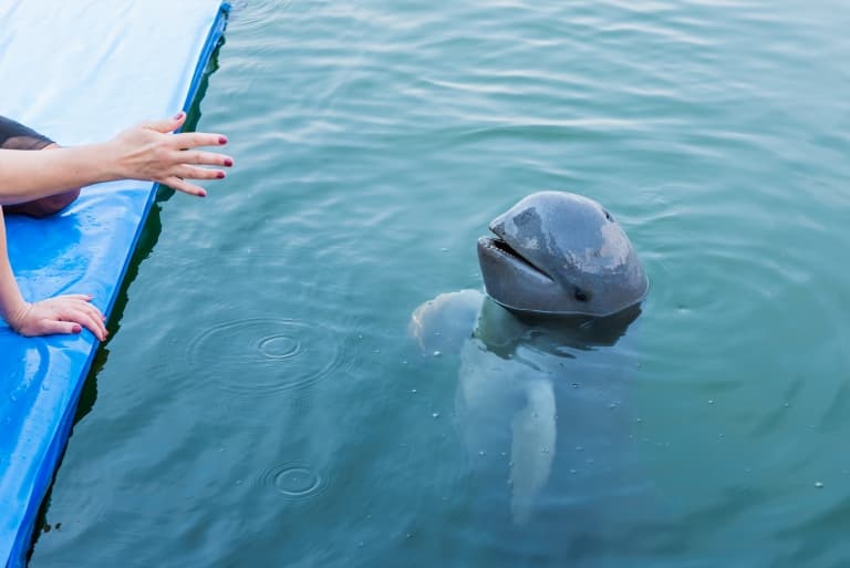 irrawaddy dolphin short nose