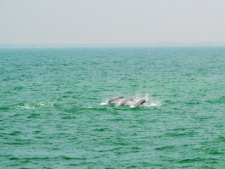 irrawaddy dolphin swimming