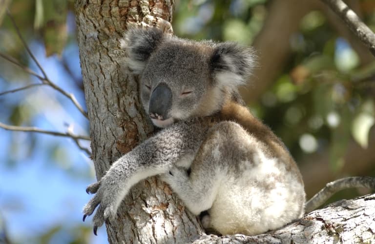 Koala Facts