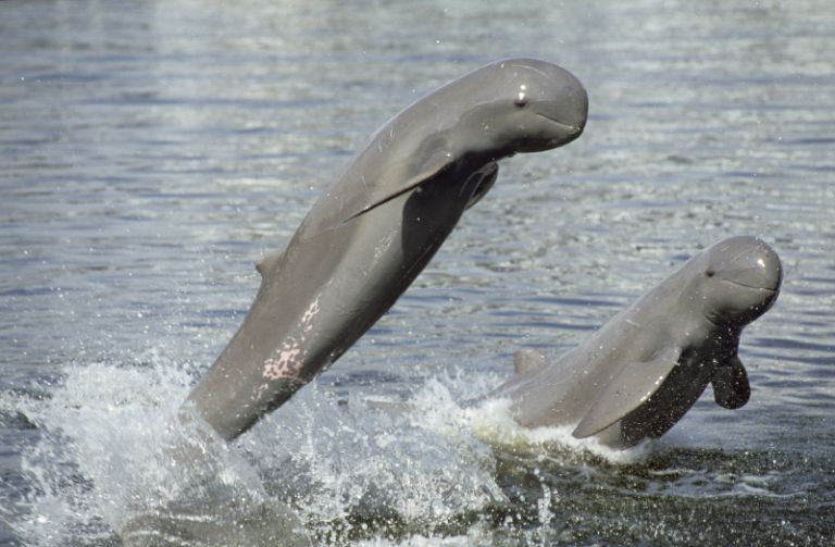 Mekong's Irrawaddy dolphins