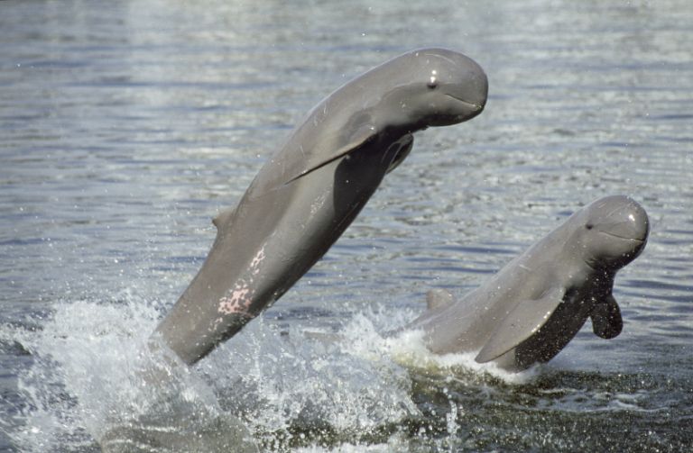 Mekong's Irrawaddy dolphins 