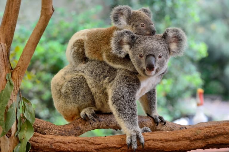 mum and joey koala