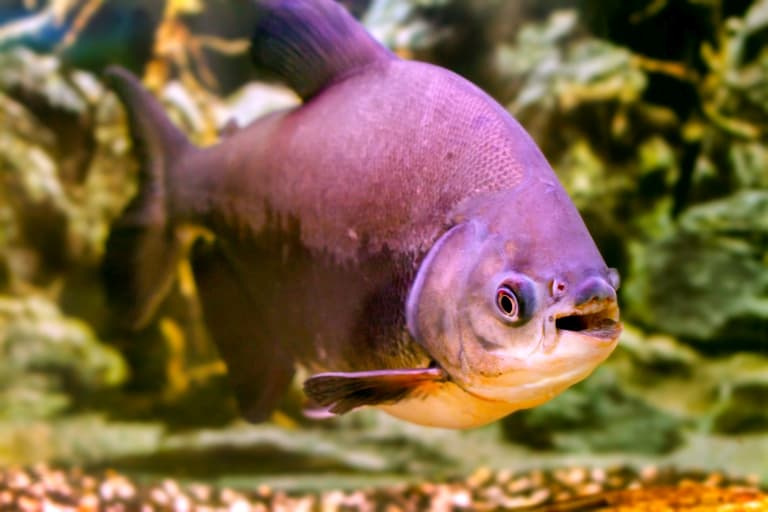 Pacu Fish Facts