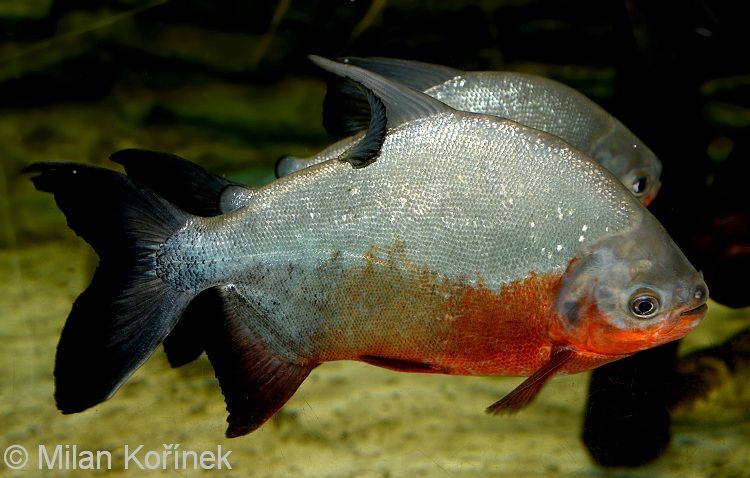 red-bellied pacu