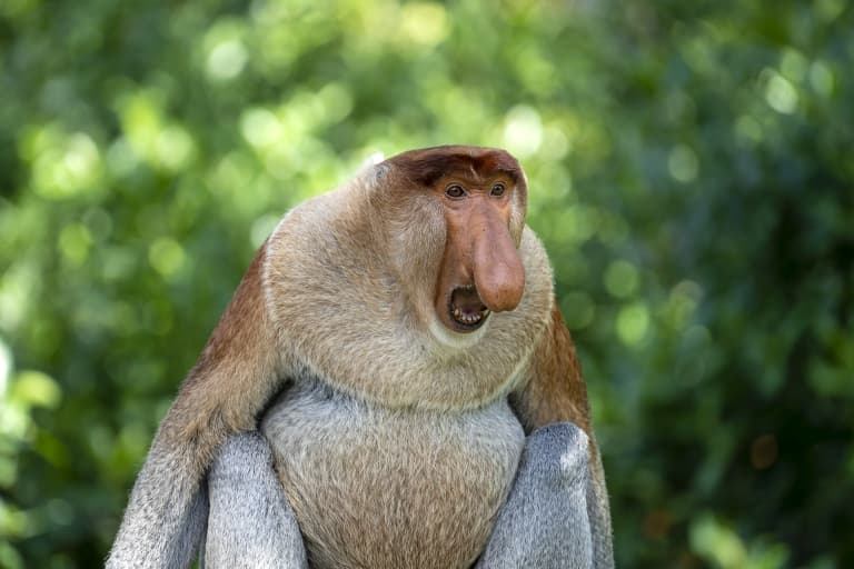 12 Unusual Proboscis Monkey Facts - Fact Animal