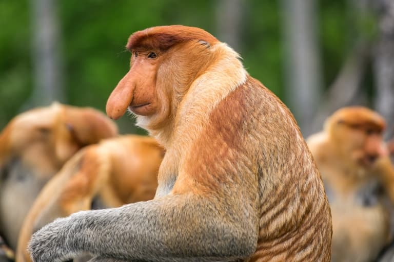 Proboscis monkey, Endangered, Borneo, Long Nose