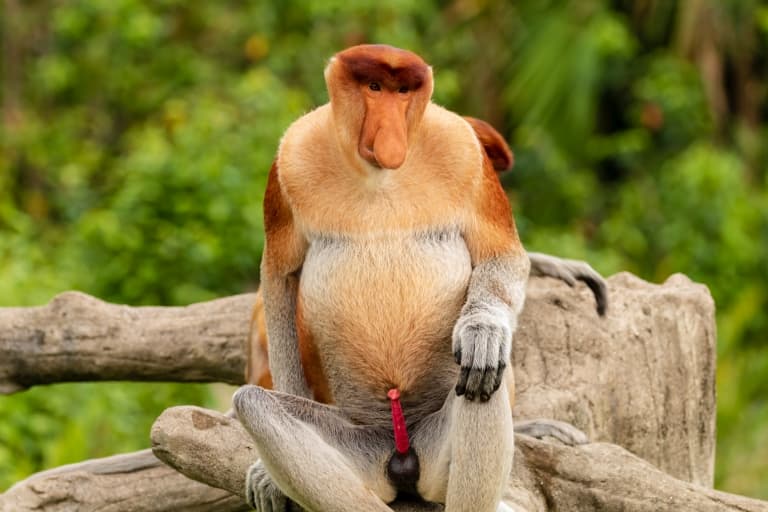 proboscis monkey bright red penis erection