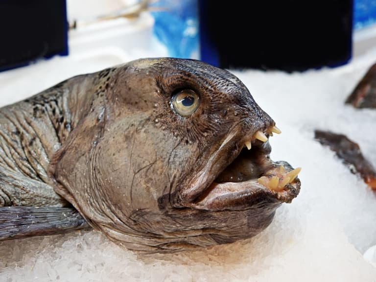 Atlantic Wolffish at fish market