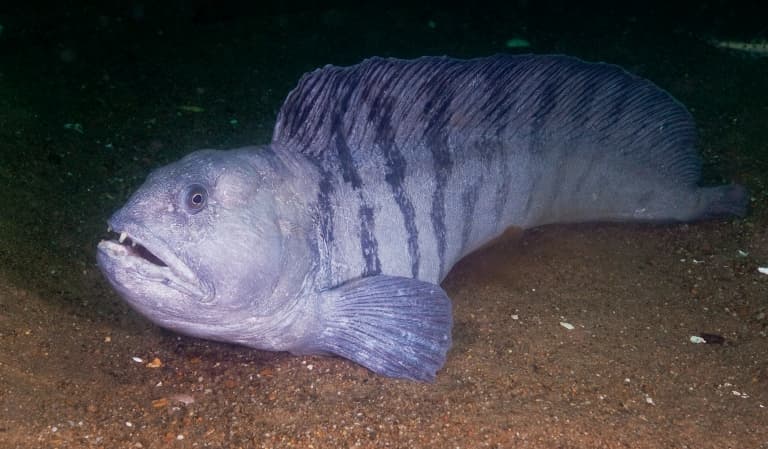 Atlantic Wolffish seabed