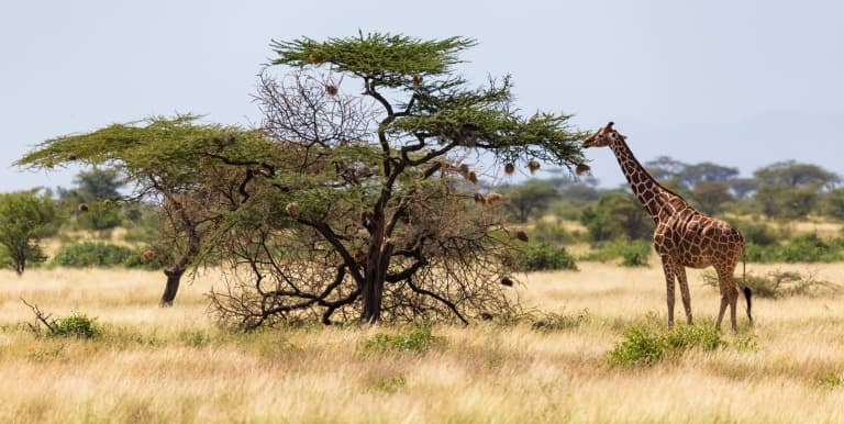giraffe long neck eating