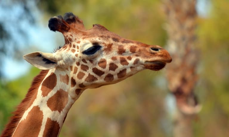 giraffe spots