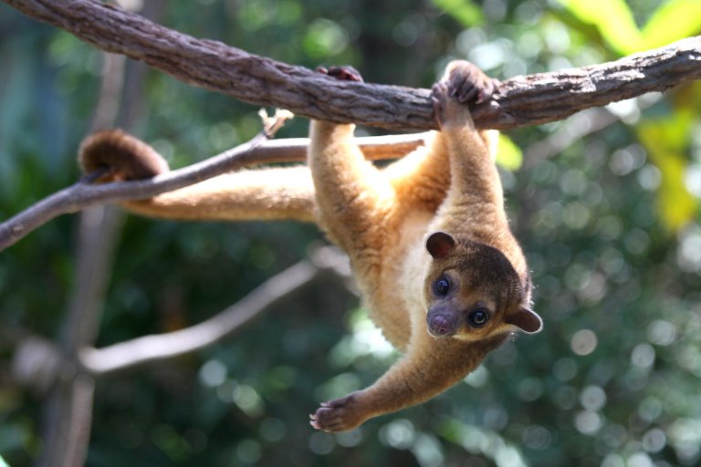 Kinkajou tail