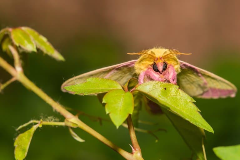 rosy maple moth facts