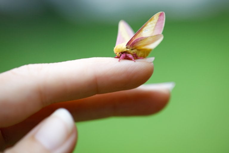 rosy maple moth flying