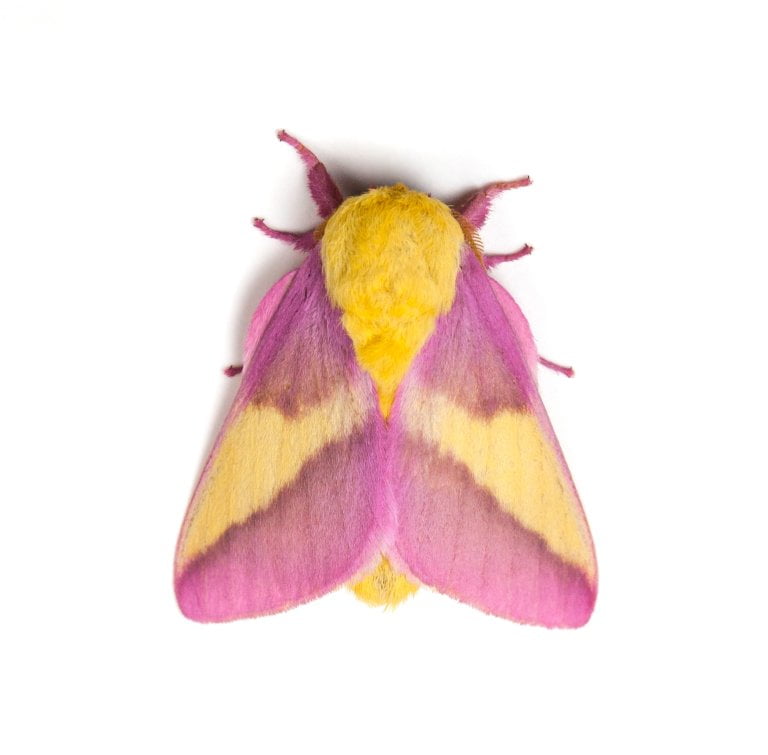 rosy maple moth top down