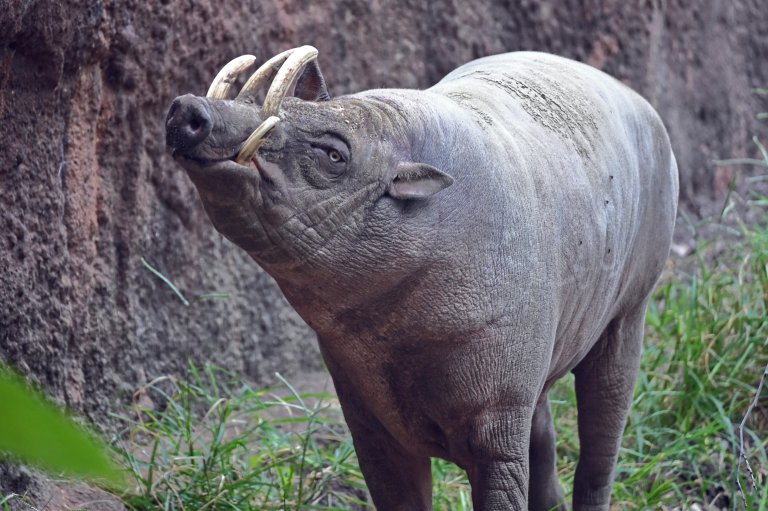 babirusa facts