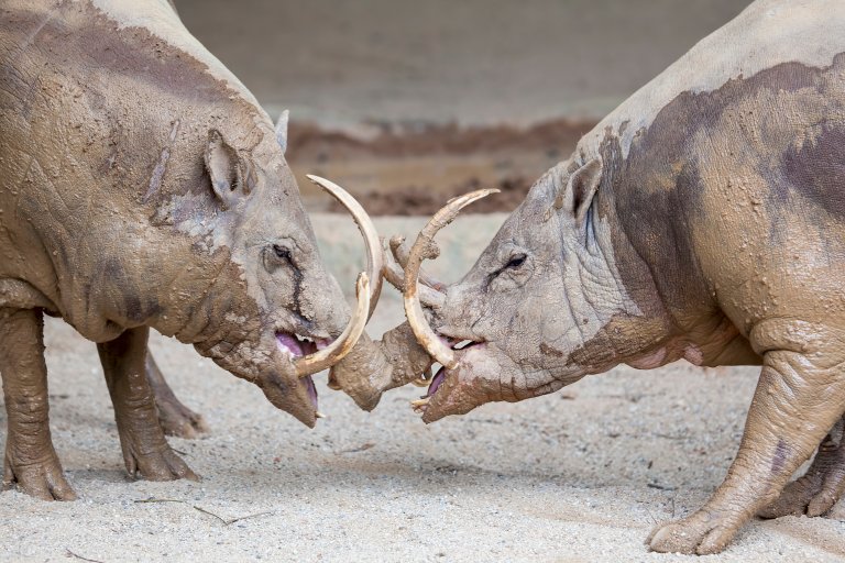 babirusa fighting tusks