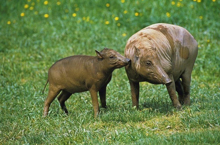 babirusa mother and baby