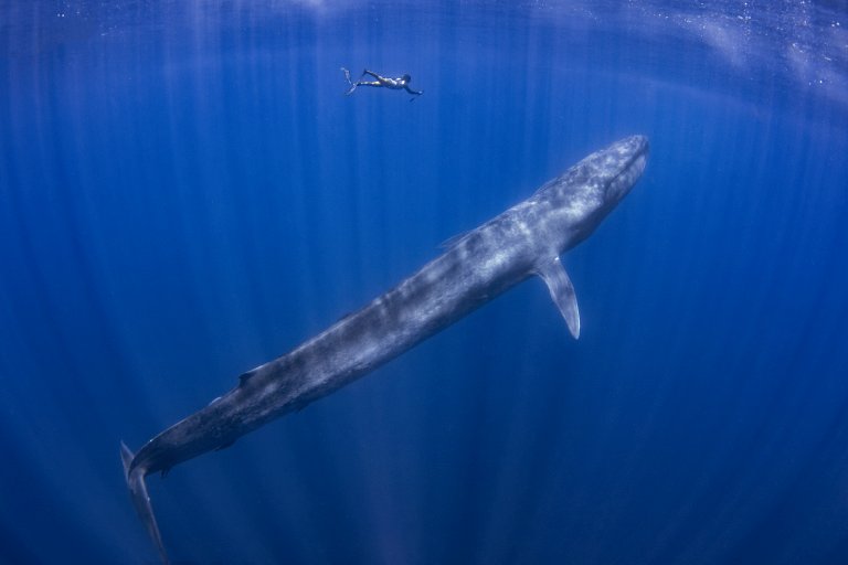 Blue Whale with diver