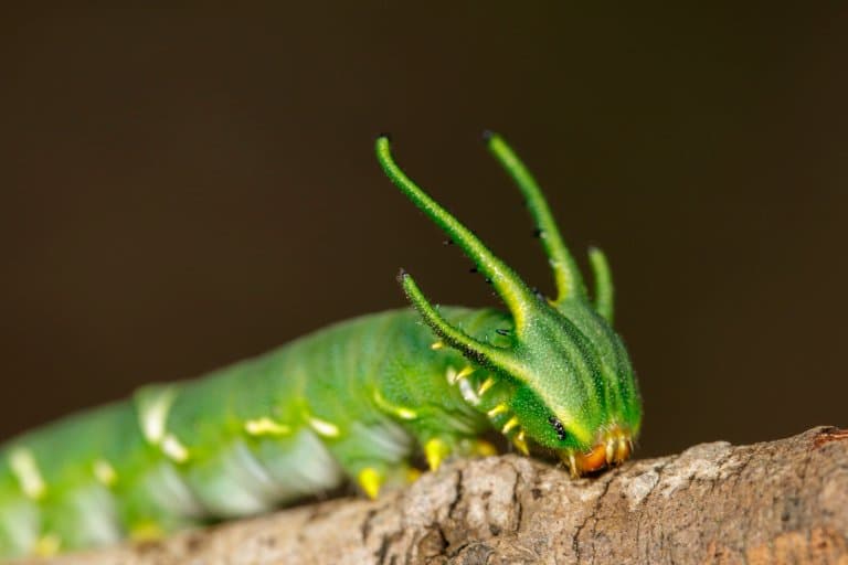 dragon head caterpilla facts