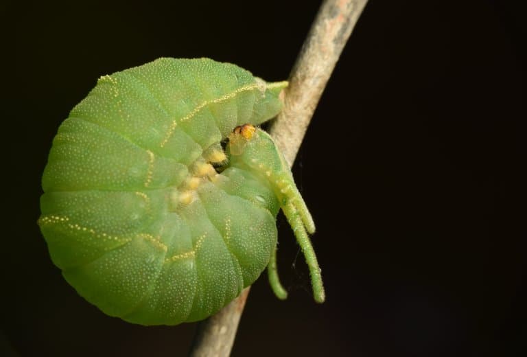dragon head caterpilla curled