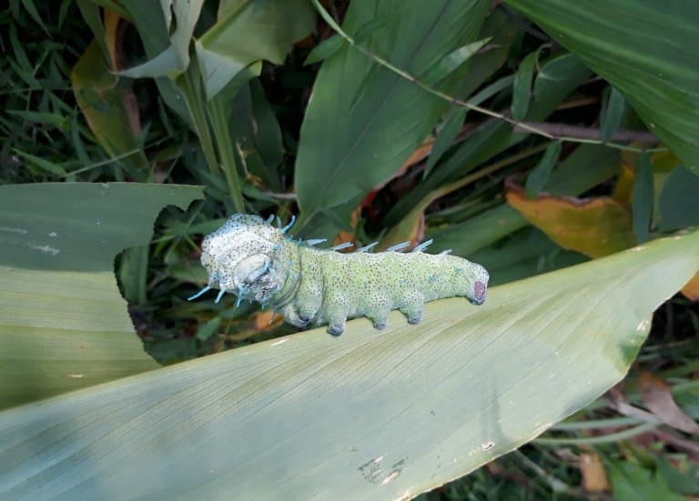 dragon head caterpilla colour