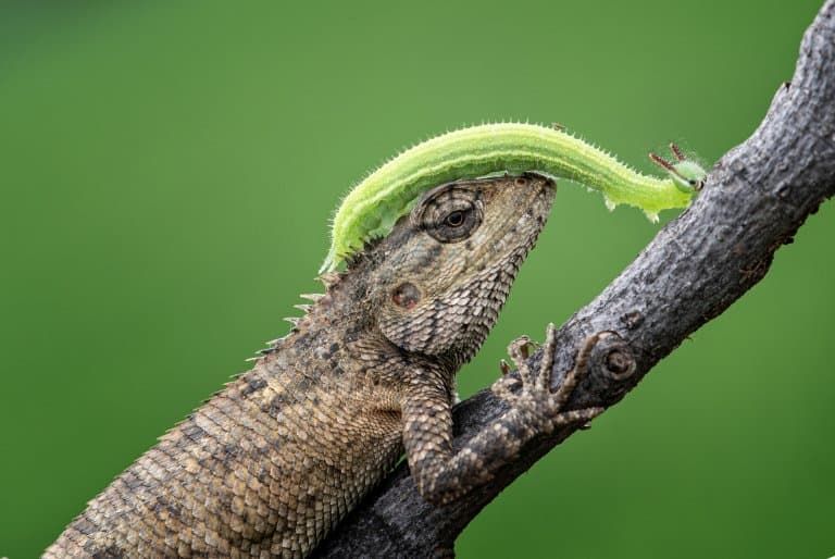 dragon head caterpilla on a lizard