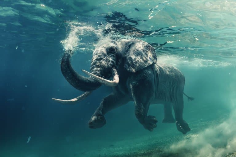 Elephant swimming