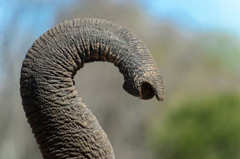 elephant trunk finger