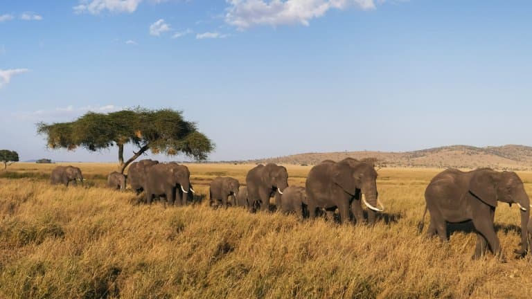 Elephants walking in single file