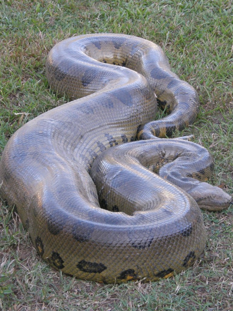 snake anaconda teeth