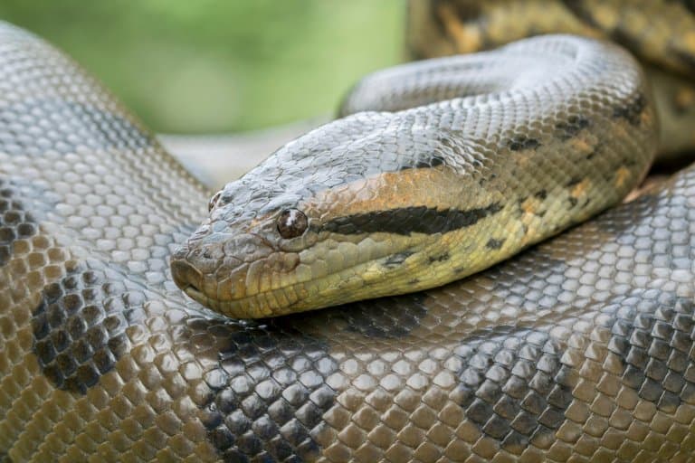 green anaconda eyes