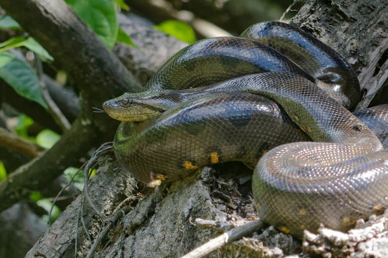 green anaconda snake in water