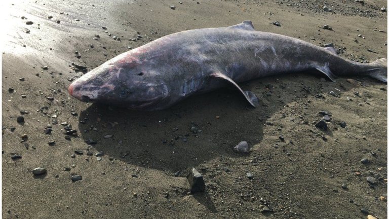 Greenland Shark Washed Up on beach