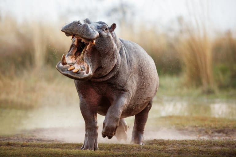 Hippo aggressive