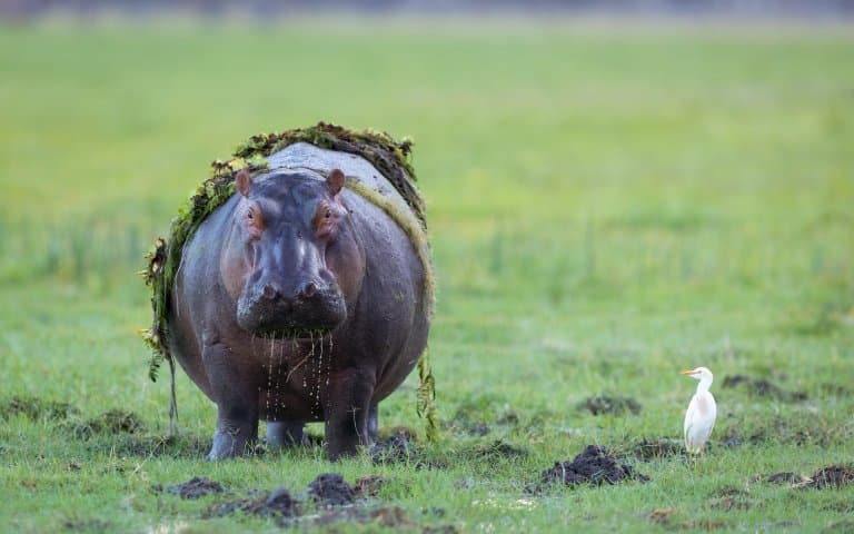 Hippo eating grass