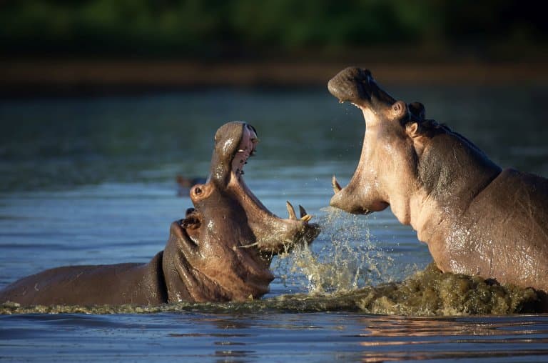 Hippo fighting