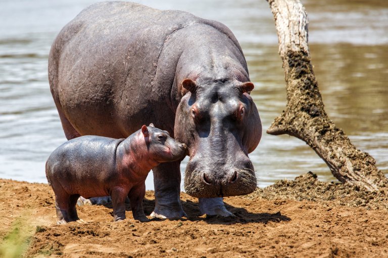 Hippo cow and calf