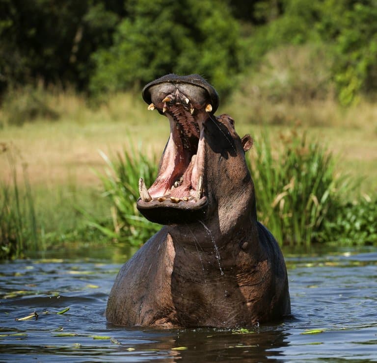 Hippo mouth!