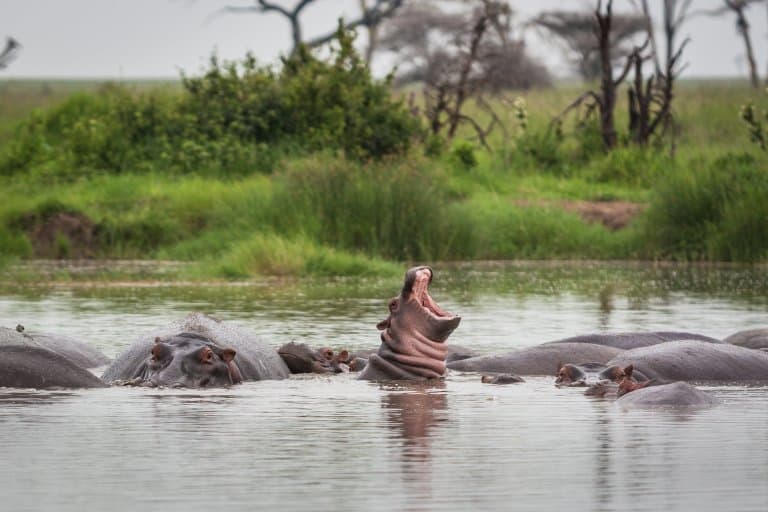 Hippo can't swim!
