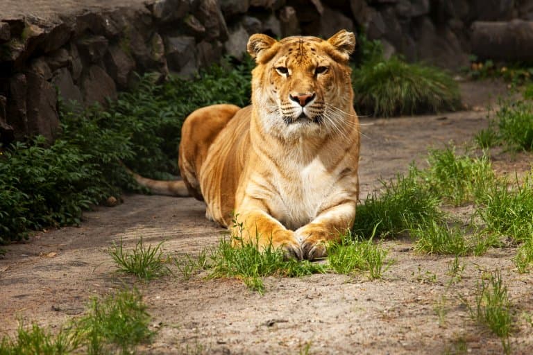 Liger Sitting