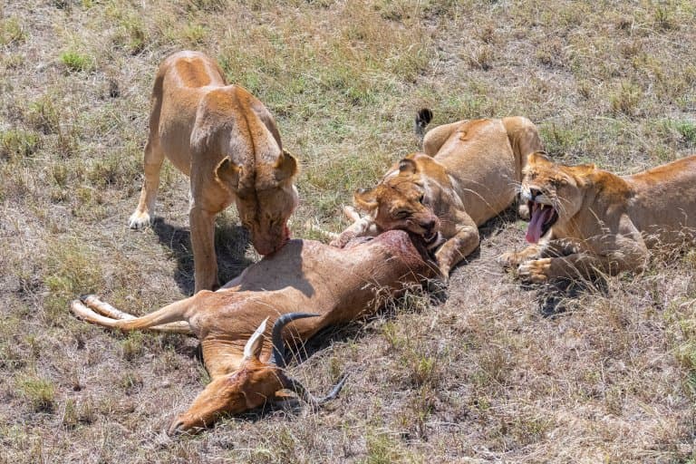 Lioness eating antelope